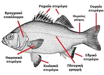 πτερυγια